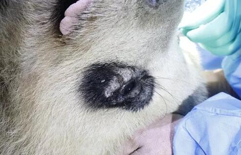 4月25日，应成都大熊猫繁育研究基地的邀请，成都8868在线官网登录平台 - 8868网页版登录业务院长、四川大学华西医院原眼科主任、博士生导师罗清礼教授，特地前往该基地为生病的大熊猫进行了会诊2.jpg
