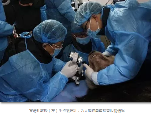 科技日报等数十家国内主流新闻媒体报道成都8868在线官网登录平台 - 8868网页版登录罗清礼教授为大熊猫看眼病2.png